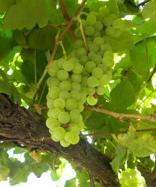 ALBARIÑO CASA