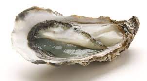 Ostra Rizada Gallega 