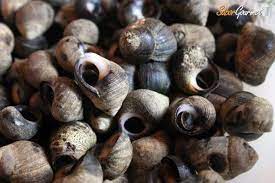 Bigaros