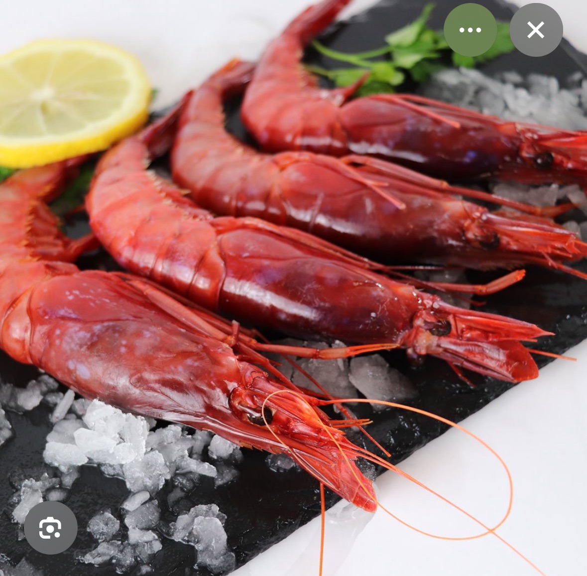 Gamba Roja Huelva 25,00€/R
